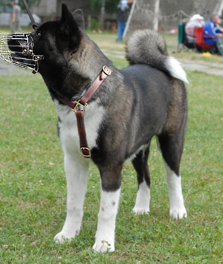 Rescue Groups in Other Countries: Australian Akita Rescue Groups · Canadian 