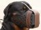 Rottweiler Training Dog Muzzle