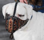 Dogo Argentino dog Muzzle "Dondi" Plus- mastiff muzzle
