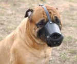 New Zealand Leather Dog Muzzle For Bullmastiff