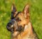 German Shepherd art designer Leather dog muzzle