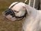 American Bulldog Basket Muzzle - Cage Wire Dog Muzzle For American Bulldog