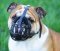 Dog Muzzle Stress Free For British Bulldog