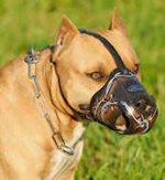Designer Leather dog muzzle for American Pit bull terrier