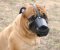 New Zealand Leather Dog Muzzle For Bullmastiff
