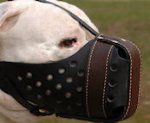 PitBull Training Dog Muzzle
