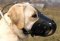 New Zealand Leather Dog Muzzle For Labrador Retriever