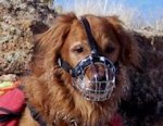 Golden Retriever dog muzzles Basket Muzzle - Cage Wire Dog Muzzle For Golden Retriever dog muzzles