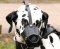 New Zealand Leather Dog Muzzle For Dalmatian