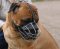 Bullmastiff Basket Muzzle - Cage Wire Dog Muzzle For Bullmastiff