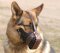 German Shepherd Training Dog Muzzle