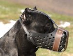Cane Corso Training Dog Muzzle