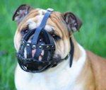 Dog Muzzle Stress Free For British Bulldog