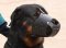 New Zealand Leather Dog Muzzle For Rottweiler