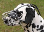 Dalmatian Basket Muzzle - Cage Wire Dog Muzzle For Dalmatian