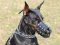Dog Muzzle Stress Free For Doberman