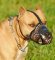 Designer Leather dog muzzle for American Pit bull terrier