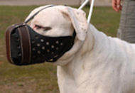 American Bulldog Training Dog Muzzle