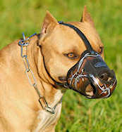 Designer Leather dog muzzle for American Pit bull terrier