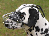 Dalmatian Basket Muzzle - Cage Wire Dog Muzzle For Dalmatian