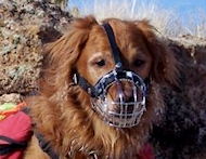 Golden Retriever dog muzzles Basket Muzzle - Cage Wire Dog Muzzle For Golden Retriever dog muzzles