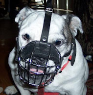 British Bulldog Basket Muzzle - Cage Wire Dog Muzzle For British Bulldog  British Bulldog Basket Muzzle - Cage Wire Dog Muzzle For British Bulldog