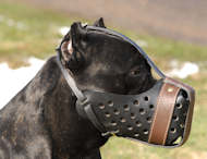 Cane Corso Training Dog Muzzle