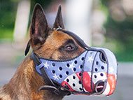 belgian-malinois-muzzles
