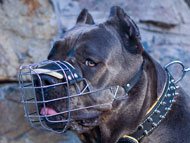 cane-corso-muzzles