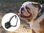 english-bulldog-muzzles