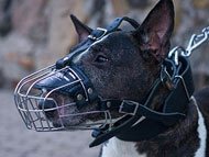 english-bullterrier-muzzles