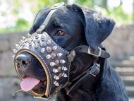 labrador-muzzles