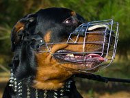 rottweiler-muzzles