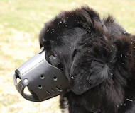 New Zealand Leather Dog Muzzle For Newfoundland