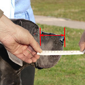 How to measure your dog's snout length properly