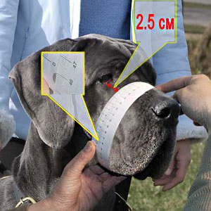 How to measure snout's circumference accurately