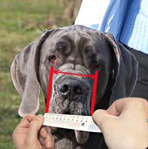 How to measure your dog's snout width properly