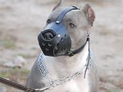 New Zealand Leather Dog Muzzle For PitBull  New Zealand Leather Dog Muzzle For PitBull