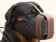 Rottweiler Training Dog Muzzle