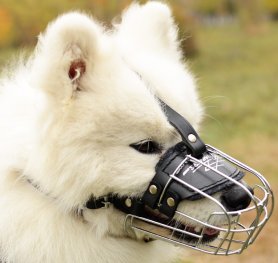 How to Choose a Dog Muzzle